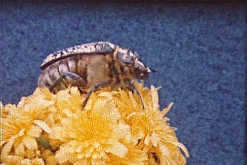 Polyphylla fullo
